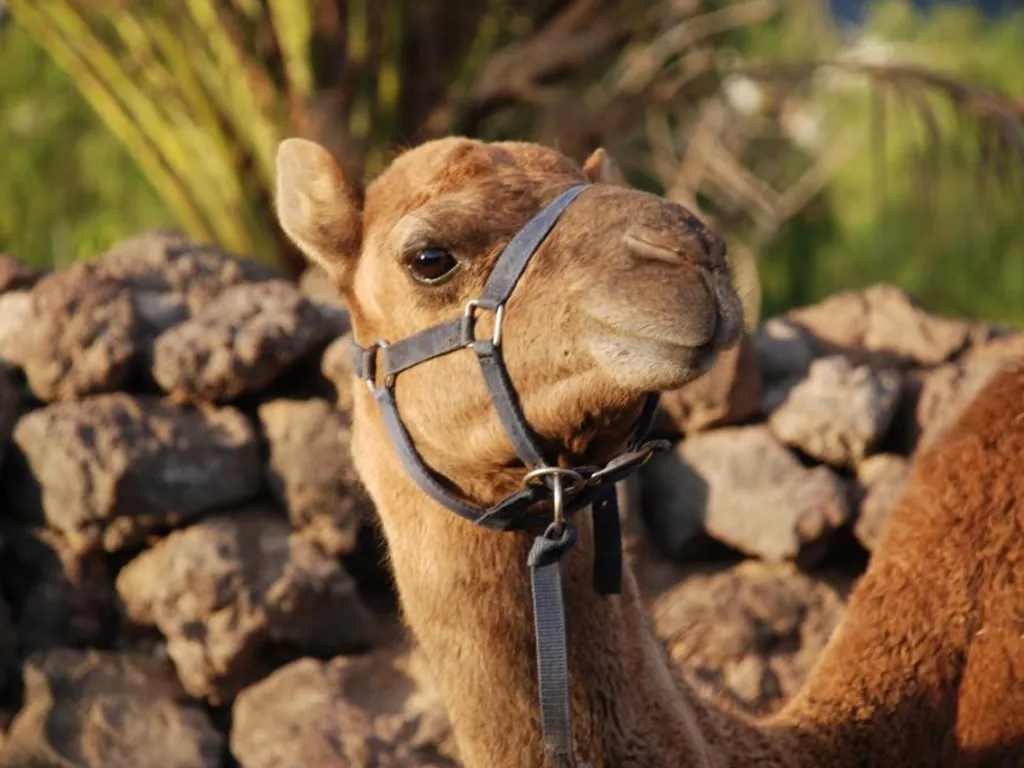 excursion Camel Park
