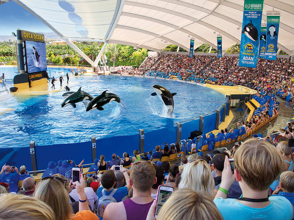 Loro Parque Tenerife Activity